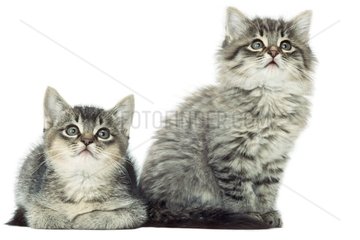 Paar Kätzchen  die in die Luft schauen