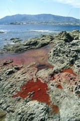 Pollution of anthropological origin on Costa Brava Spain