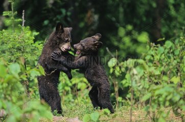 Junge Schwarzbären spielen Ontario Canada [at]