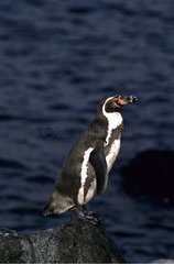 Humboldt Penguin on a rock Chile