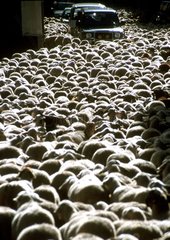Transhumance herd in Vielha Catalonia Spain