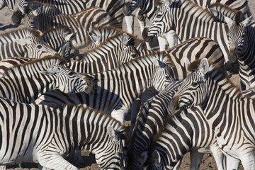Burchell's zebras at water hole Magkadikadi Pan Botswana