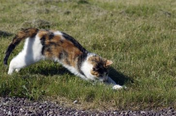 Tricolour she-cat hunting a mouse in the grass of the garden