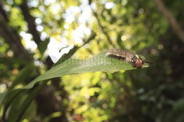 Caterpillar on a leaf in rainforest Way Kambas