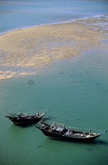 Boutres im Hafen der sauren Küste des Oman -Sultanats Oman