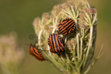 Shield bug in Provence France