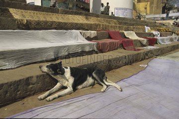 Hund liegt auf Uttar Pradesh India Schritte