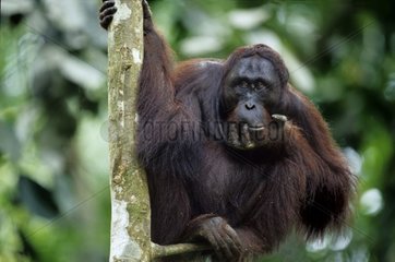 Orang-outan mâle en pleine reflexion et assis Indonésie