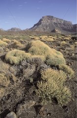 Vegetation on arid ground Teide National Parc Tenerife
