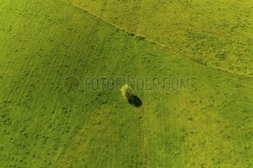 Tree lost in the middle of a field France