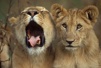Lionne baillant et son lionceau Masaï Mara Kenya