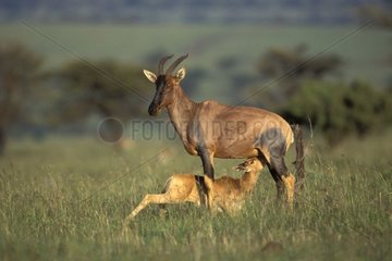 Femelle Topi allaitant son jeune Masaï Mara Kenya