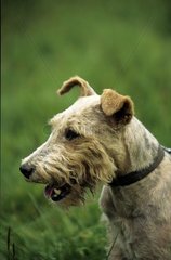 Fox Terrier gasping