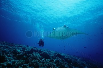 Giant manta and diver Tuamotu Polynésie French