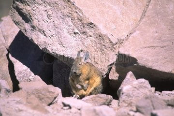 Viscacha on a rock Altiplano Bolivia