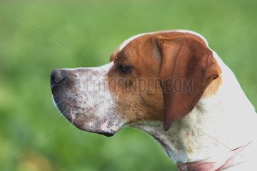 Portrait of a Pointer France