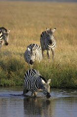 Grant's Zebra in water Masai Mara Kenya