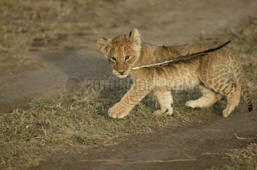 Jeune Lion jouant avec une plume Masaï Mara Kenya