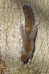 Grey squirrel coming down from a tree Great Britain