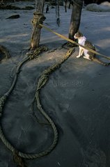 Cat sitting near a rope on a beach Kochi India