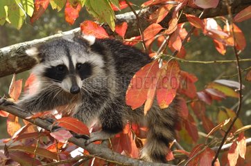 Raccoon moving on a branch Montevallo Alabama