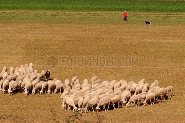Bergère gardant son troupeau de moutons avec son chien