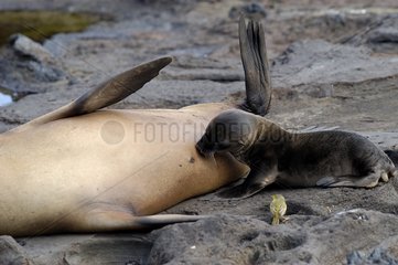 Jeune lion de mer des Galapagos tétant Puerto Egas Santiago