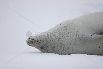 Crabeater seal sleeping on ice-floe Terre Adelie