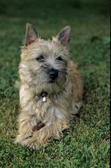Cairn-Terrier laid down on grass