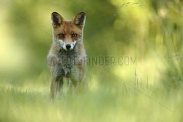 Red fox on a way of the forest of the Perte Aube France