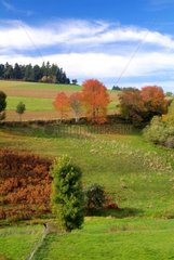 Bocage landscape in Auvergne France