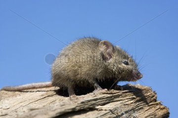 Maus auf einem Stück Holz Frankreich