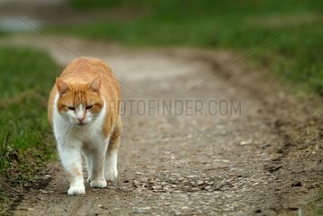 Russet-red cat and white going along a path