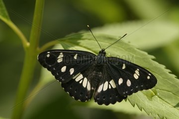 Schmetterling auf einem Blatt Dordogne Frankreich