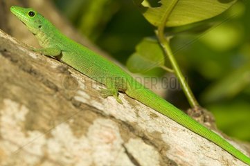 Green Gecko on a trunk Seychelles