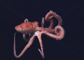 Oktopus des Roten Meeres