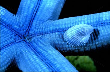 Capulide vivant sur une Etoile de mer bleue Manado Indonésie