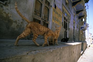 Cats in front of a door India