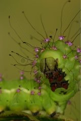 Giant Peacock Moth caterpillar moving Sieuras