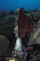 Alarmierte Indo -Pazifik -Tag Oktopus ändern Farbbali