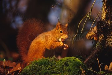Red squirrel eating in ground