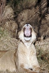 Weibliche Löwen Baillant Afrikanische Reserve von Sigean France [at]