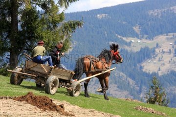 Cart manure coupled Apuseni Mountains Romania