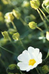 Portrait of a flower in a field France
