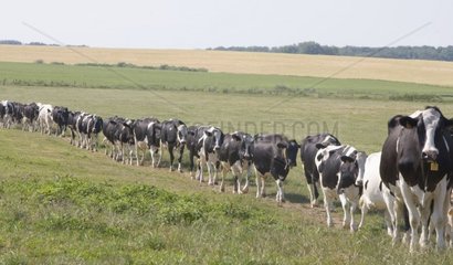 Prim'Holstein Cows going back to farm for milking France
