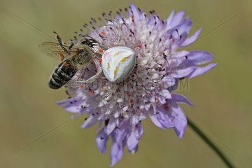 Thomise mit Beute wie eine Biene auf einer Blume