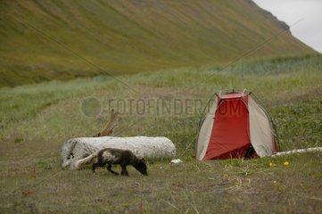 Arctic fox near Erwan Balança photographer's camp Iceland