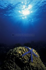 Etoile de mer bleue sur coraux Mer de Bismark Papouasie