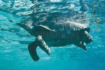 Aldabra Turtle Schwimmen Aldabra Seychellen