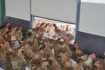 Industriezüchtung von Hühnern in halbübertanter Luft Frankreich
